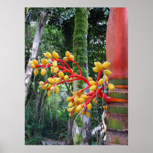 Poster Fruits de palme