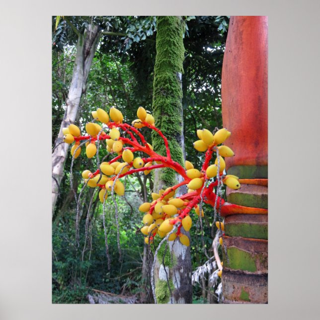 Poster Fruits de palme (Devant)