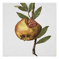 Fruits Et Graines De Grenade Méditerranéenne Botan