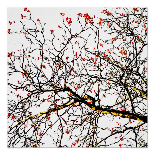 Poster Fruits rouges ou fraises (Devant)