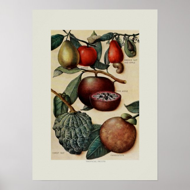 Poster Fruits tropicaux (Devant)