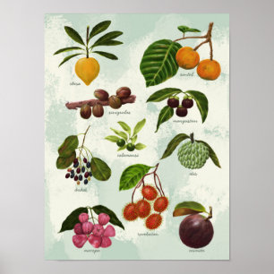 Poster Fruits tropicaux Philippins exotiques peints à la 