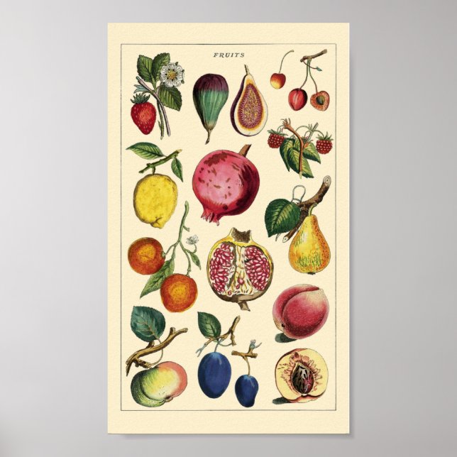 Poster Fruits vintages (Devant)