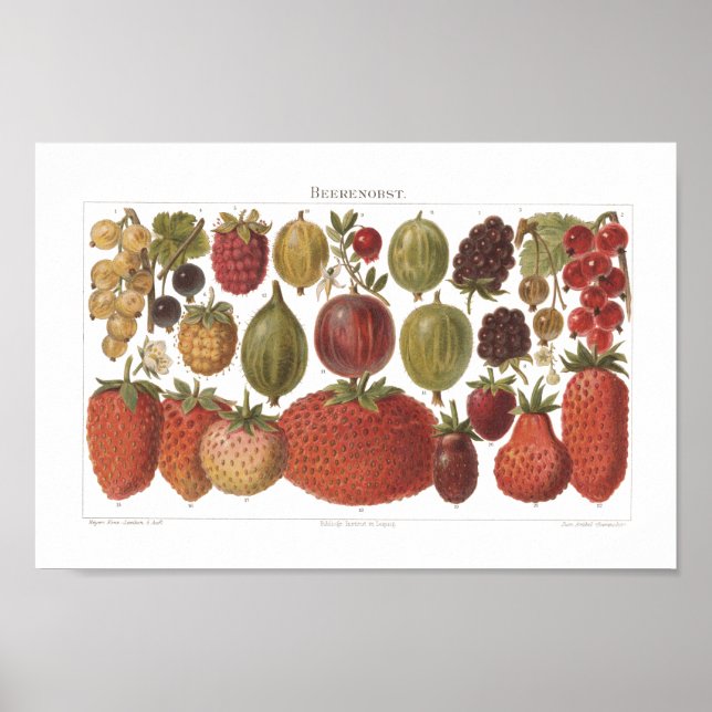 Poster Fruits vintages Berries Antique esthétique (Devant)