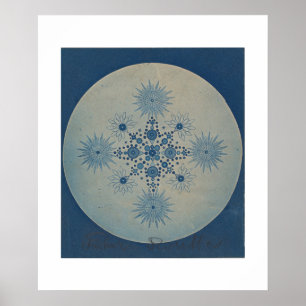 Poster Frustules de Diatomées par Julius Wiesner