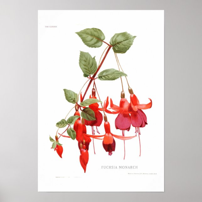 Poster Fuchsia "Monarque" (Devant)