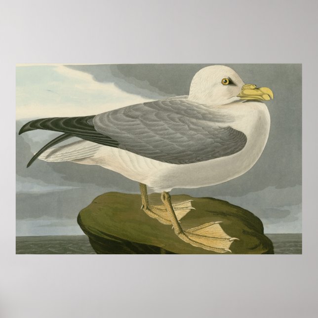Poster Fulmar Petrel (Devant)