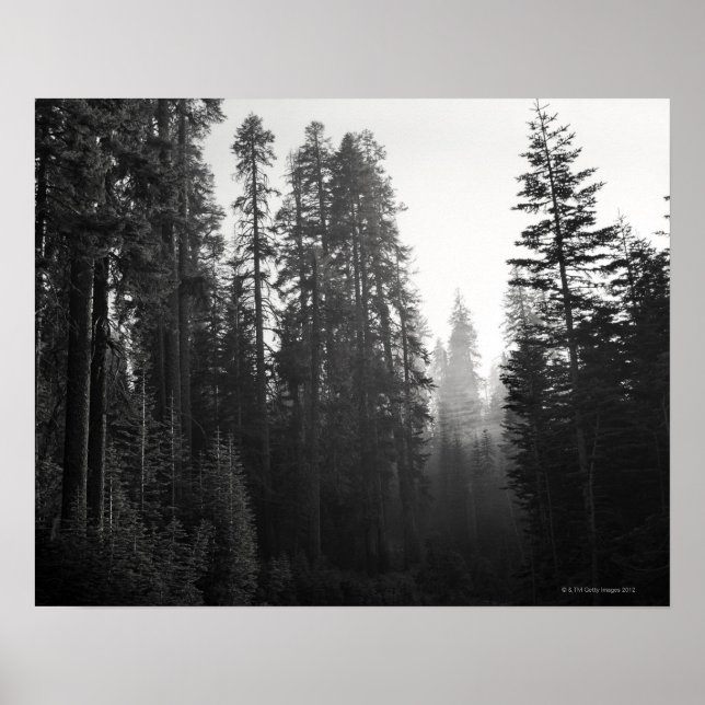 Poster Fumée d'un feu de forêt à proximité filtre à trave (Devant)