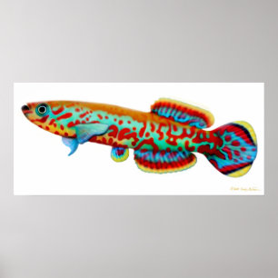 Poster Fundulopanchax Gardneri Killifish