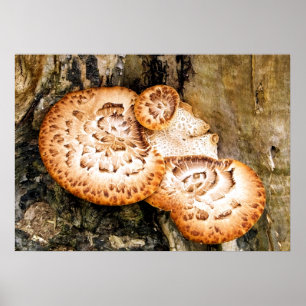 POSTER FUNGI