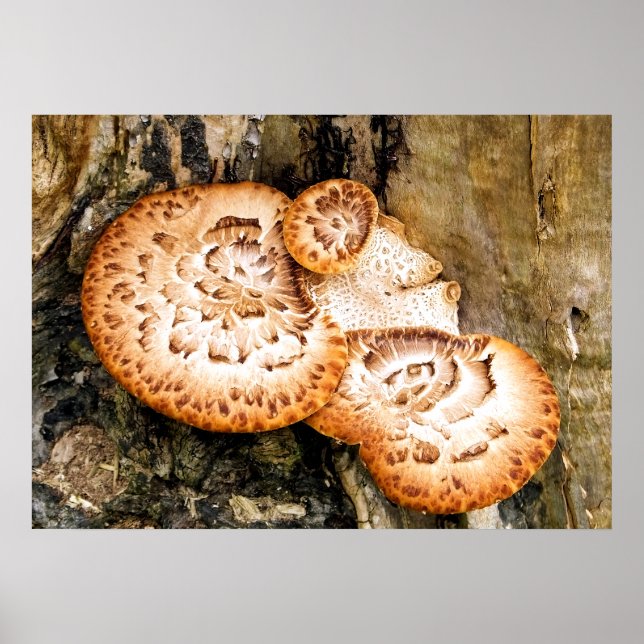 POSTER FUNGI (Devant)