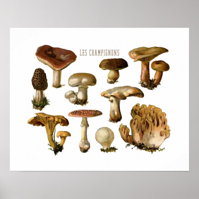 Poster Fungi Art, Botanique Imprimé, Décor Cuisine (Devant)