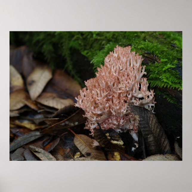 Poster Fungus de corail (Devant)