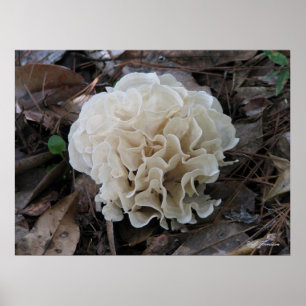 Poster Fungus du chou-fleur
