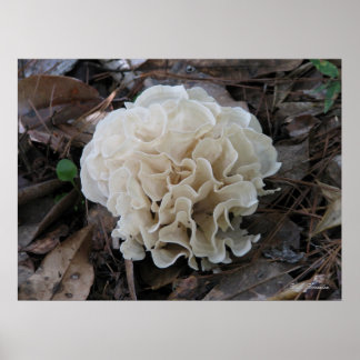 Poster Fungus du chou-fleur