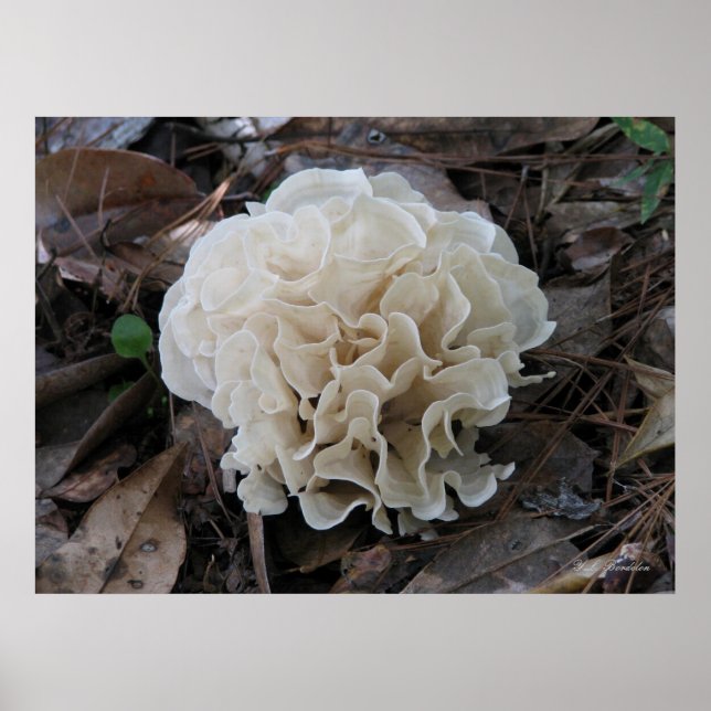 Poster Fungus du chou-fleur (Devant)