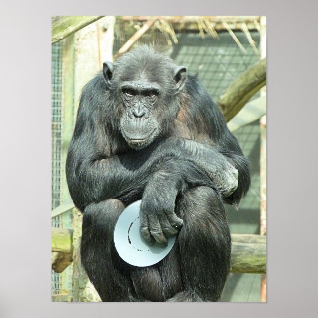 POSTER FUNNY CHIMPANZEE (Devant)