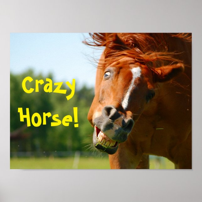 Poster Funny Crazy Horse Animal (Devant)