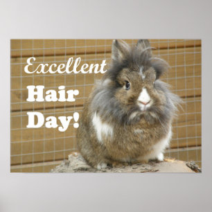 Poster Funny "Excellent Hair Day" for Rabbit