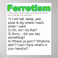 Funny Ferrets