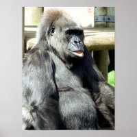 FUNNY GORILLA