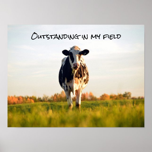 Poster Funny Heifer Extrait dans mon champ (Devant)