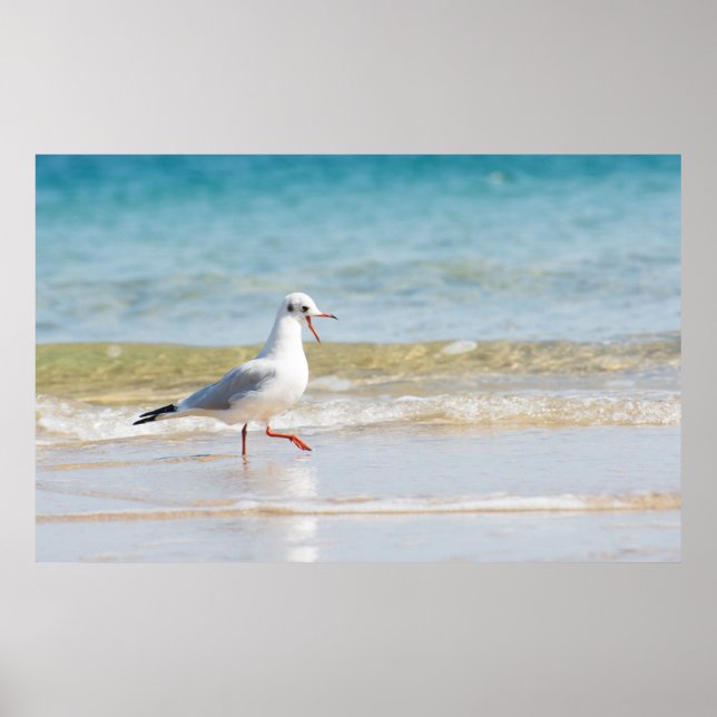 Poster Funny seagull (Devant)