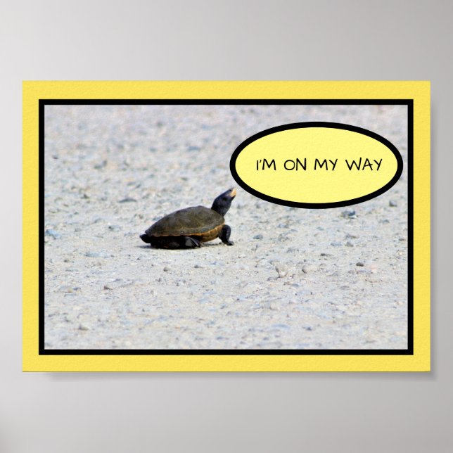 Poster Funny Turtle Photo (Devant)