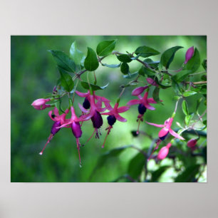Poster Fushia en fleur