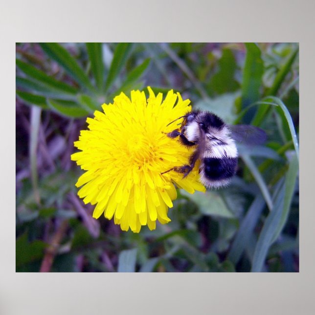 Poster Fuzzy Bee (Devant)