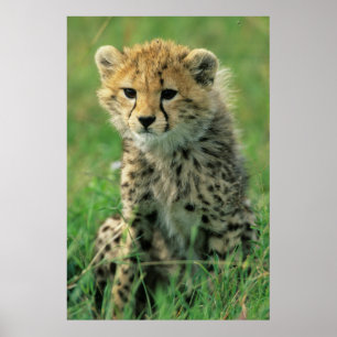 Poster Fuzzy Cheetah Cub
