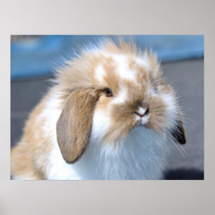 Poster Fuzzy Holland Mini Dwarf Lop Bunny Rabbit