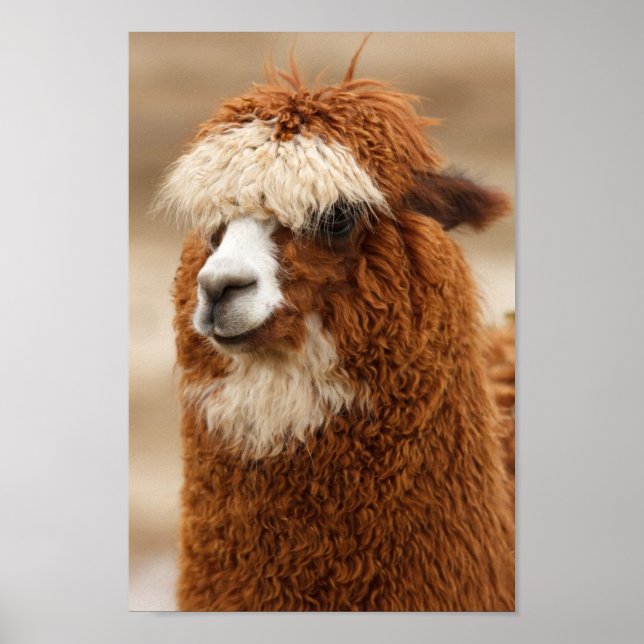 Poster Fuzzy Llama (Devant)