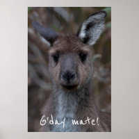 G jour Mate Western Grey Kangaroo