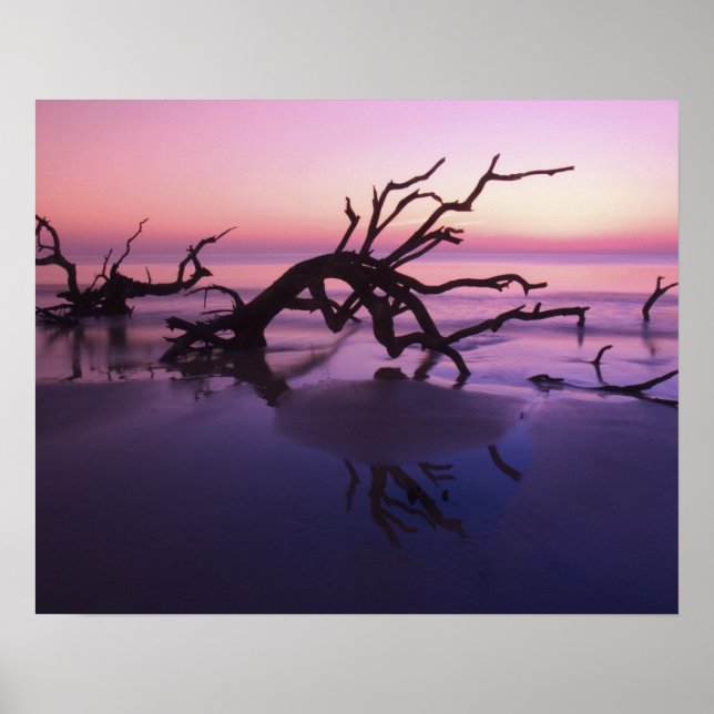 Poster GA Jekyll Island, cimetière d'arbre sur la plage à (Devant)