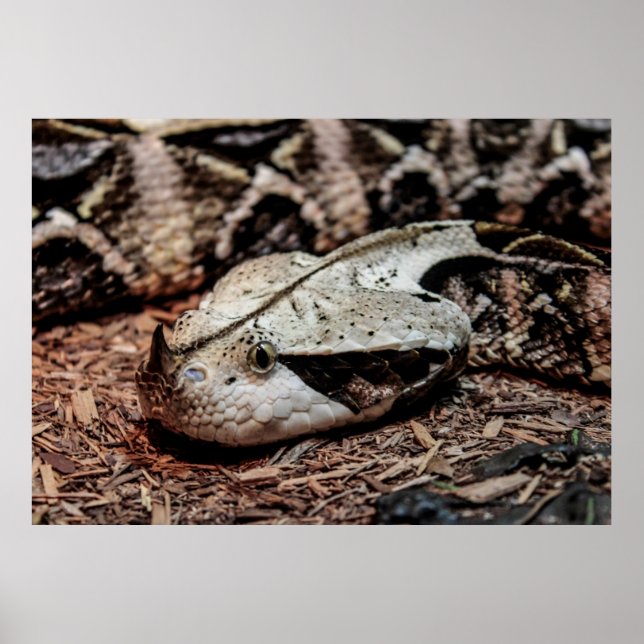 Poster Gaboon Viper Snake Photo (Devant)
