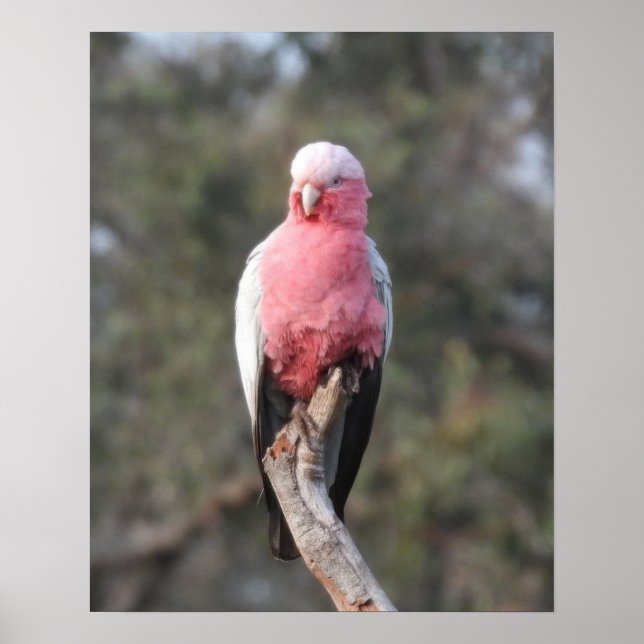 Poster Galah (Devant)