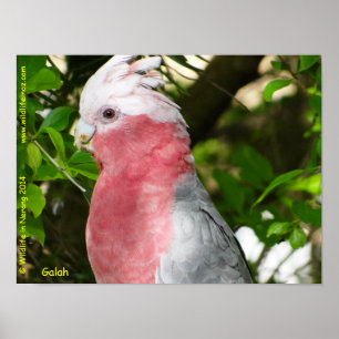Poster Galah (Cockatoo à poitrine Rose/roseate)
