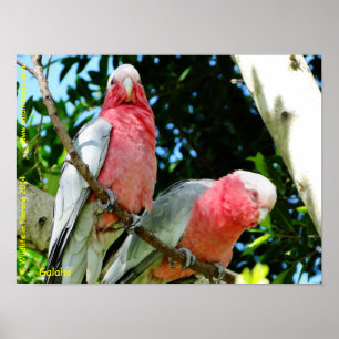 Poster Galahs (Breasted rose/cacatoès roses)