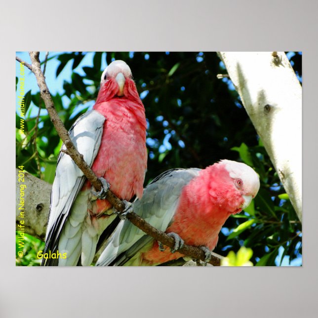 Poster Galahs (Cockatoos à poitrine Rose/roseate) (Devant)