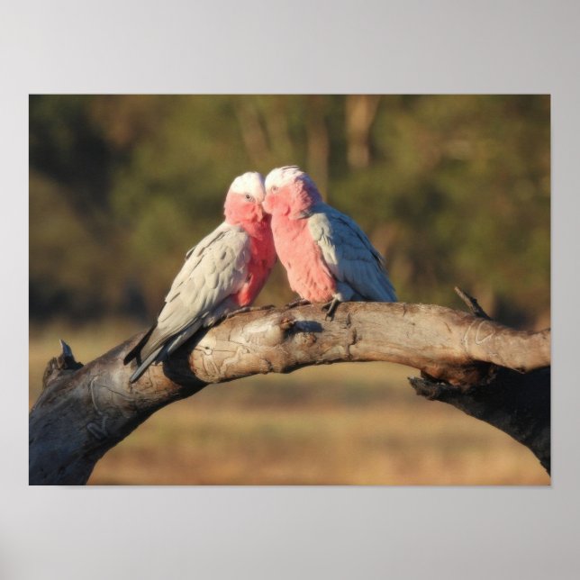 Poster Galahs roses (Devant)