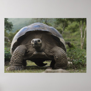 Poster Galapagos Giant Tortoises Geochelone