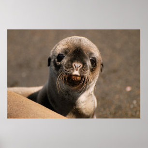 Poster Galapagos Sea Lion