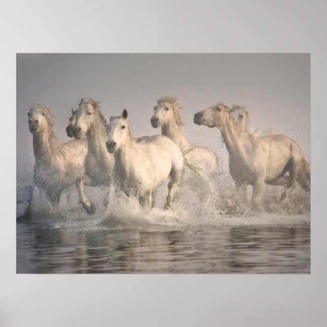 Poster Galloping à cheval dans l'eau méditerranéenne (Devant)