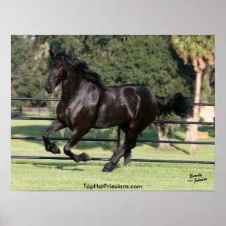 Poster Galloping Friesian Beauty