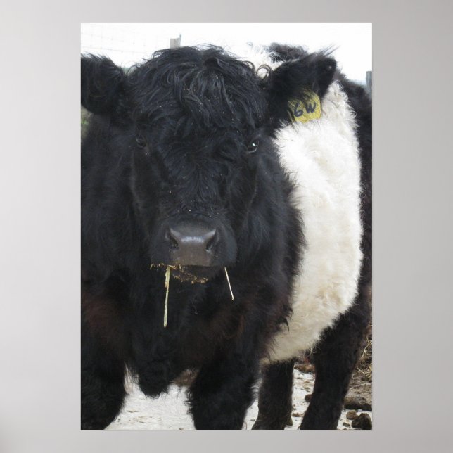 Poster Galloway Steer à ceinture magnifique manger foin (Devant)