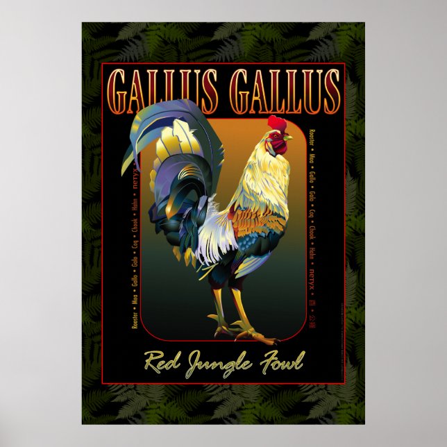 Poster Gallus Gallus International (Devant)