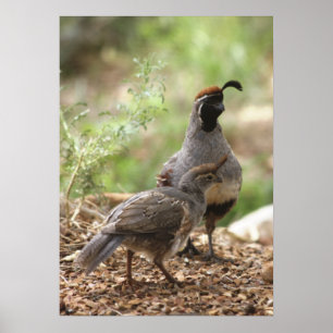 Poster Gambel's Quail avec poussin
