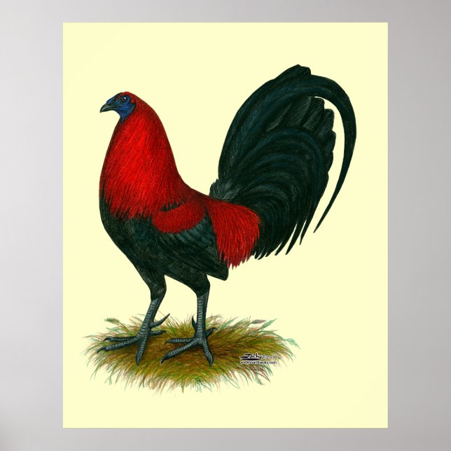 Poster Gamecock américain : Rouge Brown (Devant)