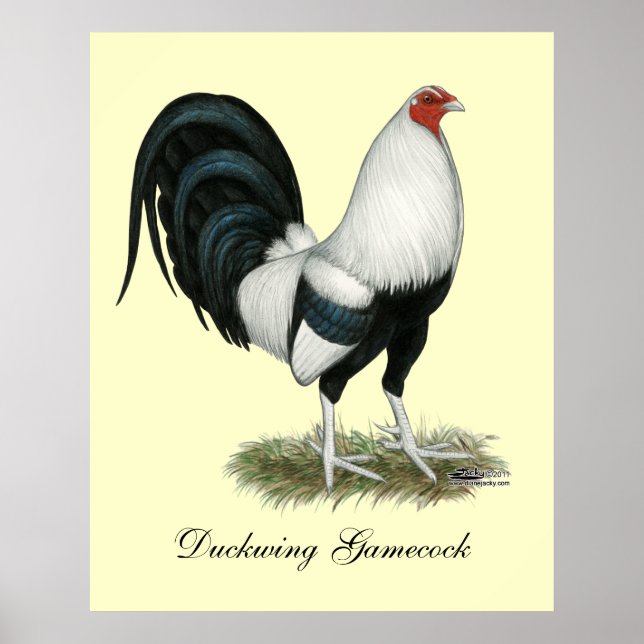 Poster Gamecock argenté (Devant)